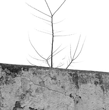  Antena vegetal 