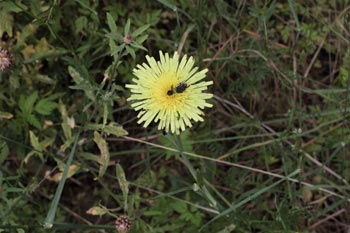  Org�a vegetal #1 