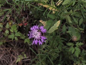  Org�a vegetal #2 