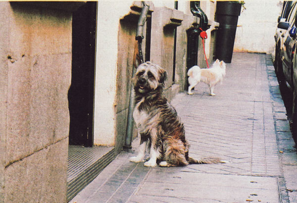 Los perros que esperan